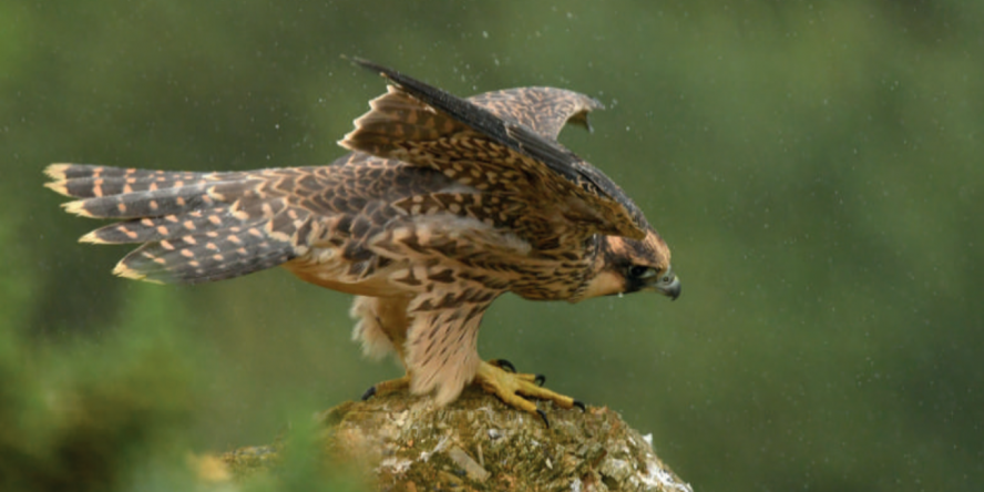 Jeune Faucon pèlerin sous le pluie