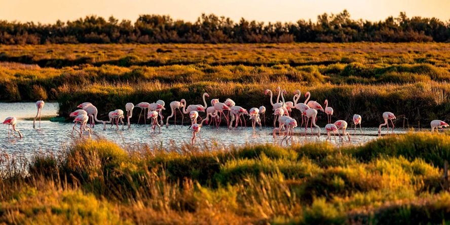 Camargue