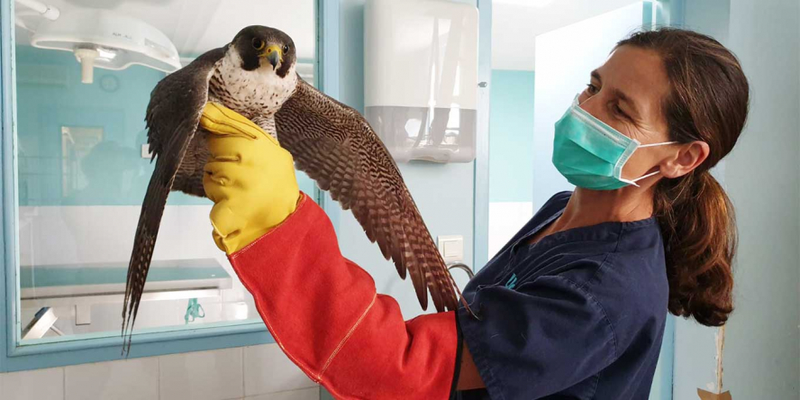 Mathilde Prévot, vétérinaire prodiguant des soins à un Faucon pèlerin © Univet Nature