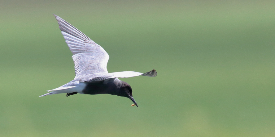 Guifette noire (Chlidonias niger) en vol