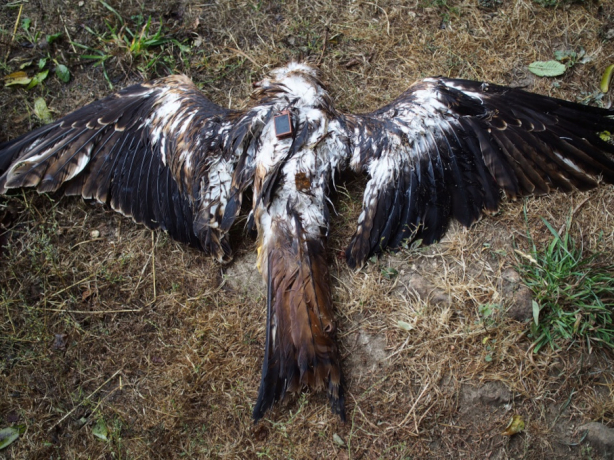 Cadavre de Milan royal équipé en Belgique