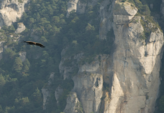 Vautour moine en vol au dessus des falaises