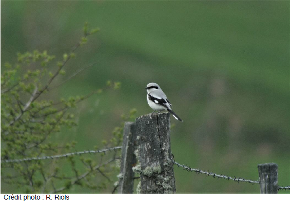 pie grièche grise posé sur un poteau en bois