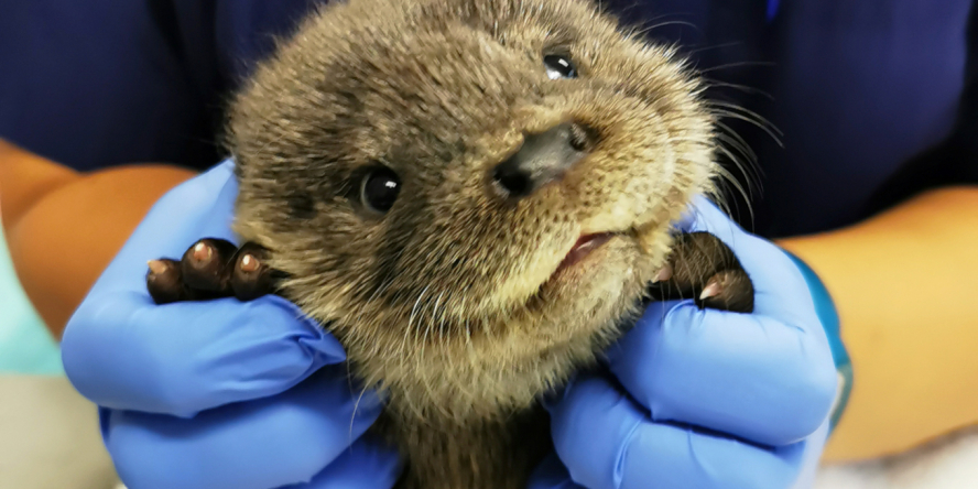 loutre en soins