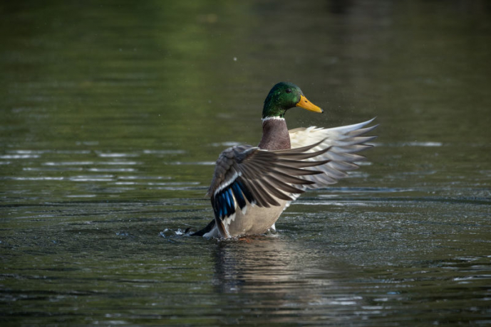 canard.colvert.yali.2g.jpg