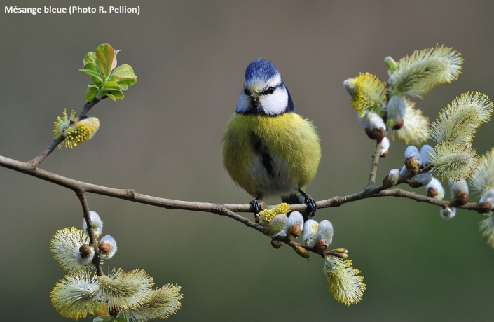 Mésange bleue sur une branche