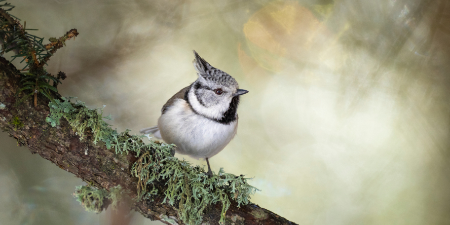 Mésange huppée posée sur une branche de profil.