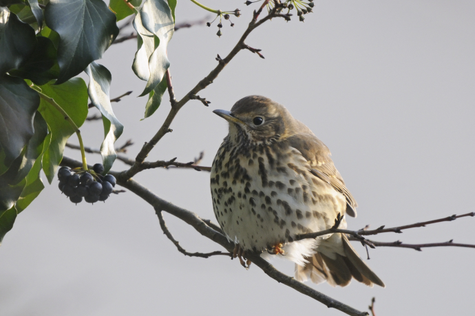 Grive musicienne (Turdus philomelos) posée sur une branche, à côté d'une baie noire