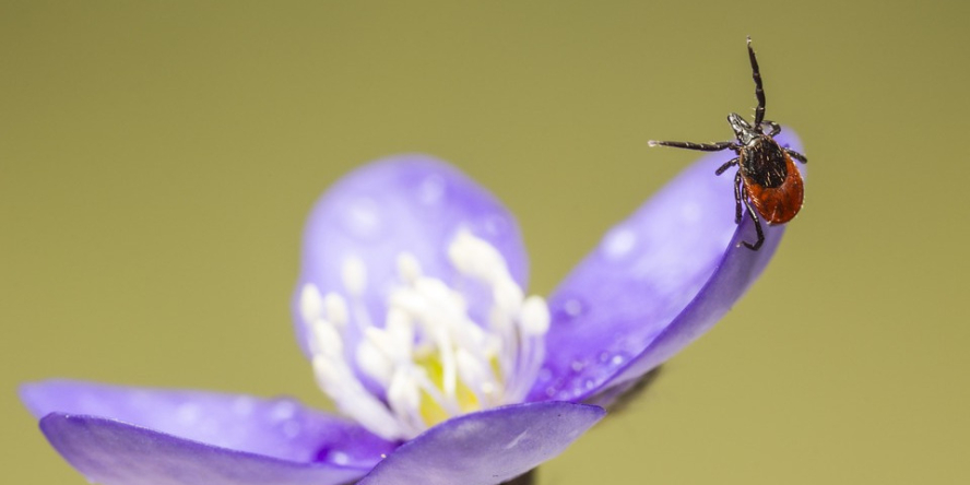 Tique du mouton (Ixodes ricinus) © istockphoto