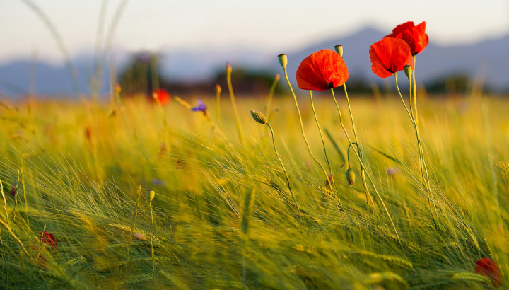 Coquelicots dans un champ