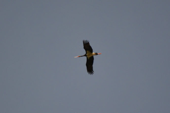 Cigogne noire en vol