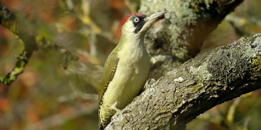 Pic vert posé sur la branche d'un arbre