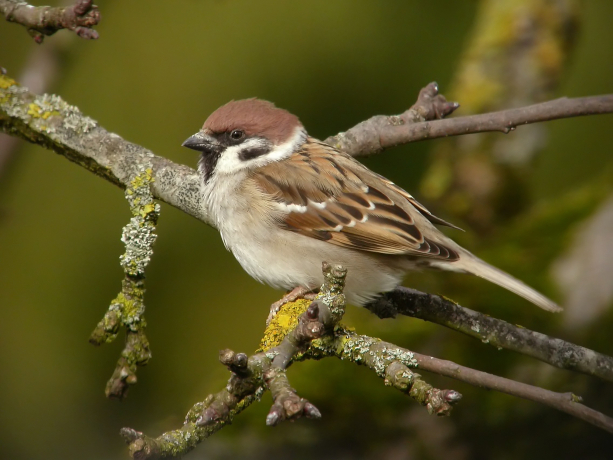 Moineau friquet sur une branche