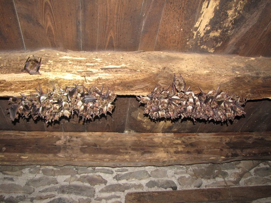 Monitoring of bat reproduction sites 2027