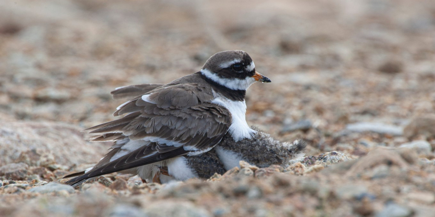 Grand Gravelot couvant ses poussins dans le nid à même le sable