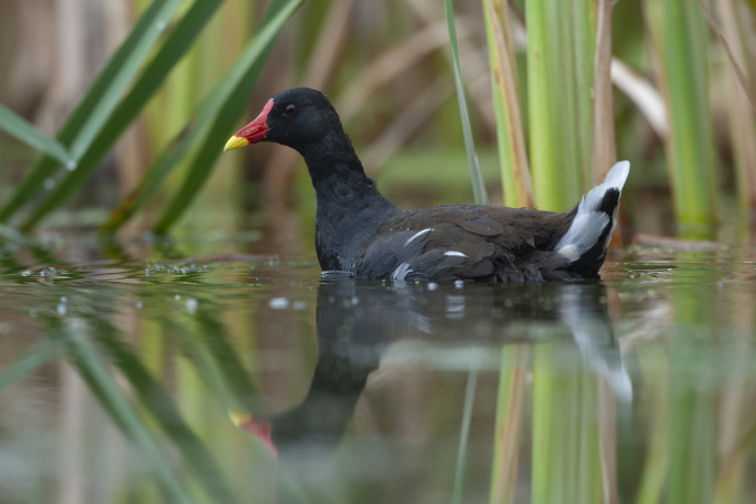 Gallinule poule d'eau