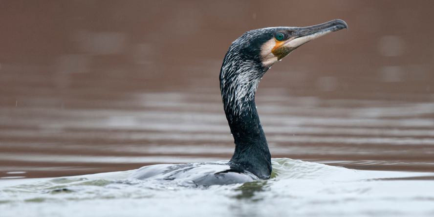 Grand Cormoran