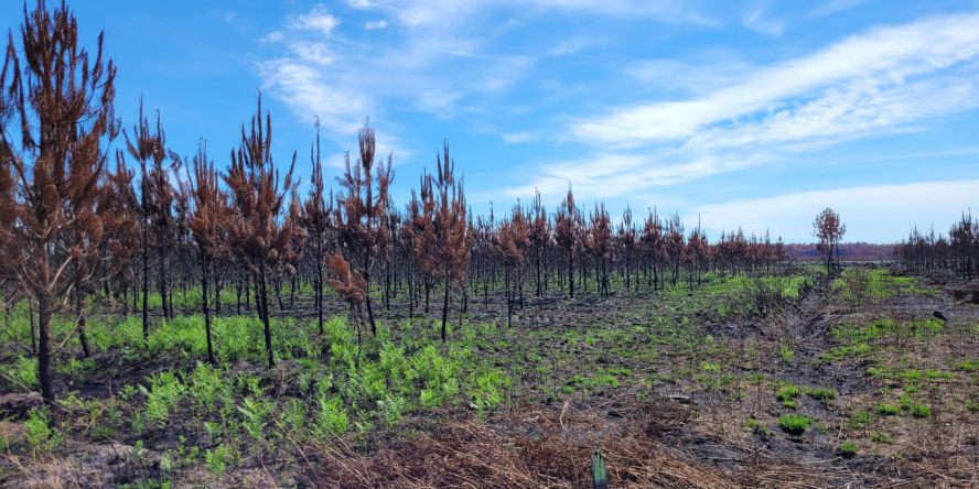 Incendie Gironde