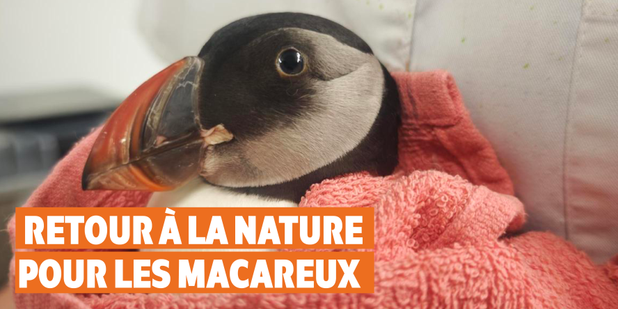 Macareux moine