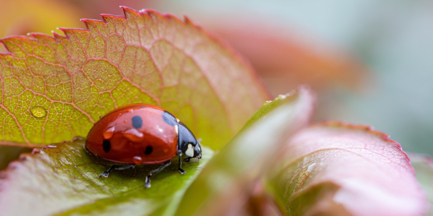 Coccinelle à sept points (Coccinella septempunctata) / Pixabay