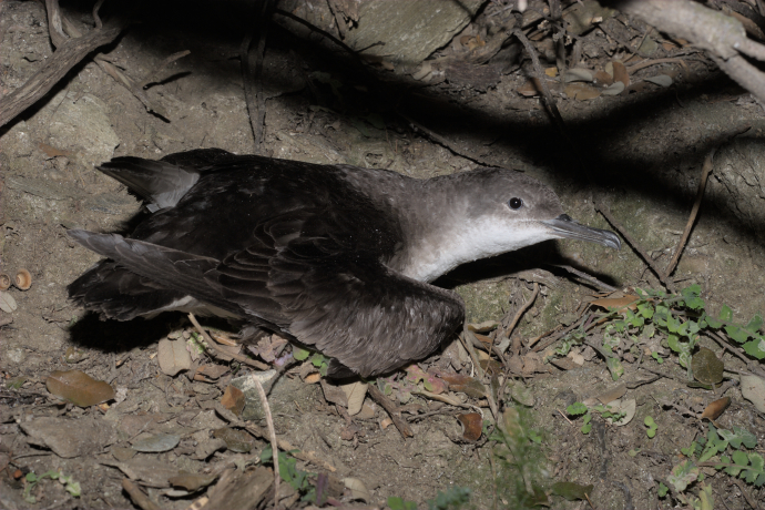 Puffin Yelkouan