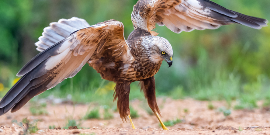 Busard des Roseaux au sol les ailes déployées