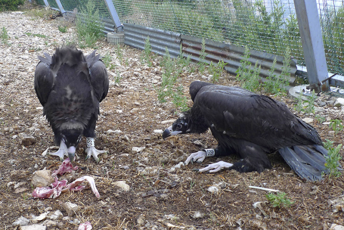 Mise en volière de 2 moinillons : « Bernardus », femelle née à Pairi Daiza, Cambron, Belgique et « Imer », mâle provenant du Bioparc de Doué-la-Fontaine