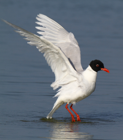 Mouette mélanocéphale