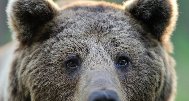 gros plan sur un ours brun