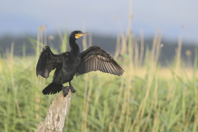 grand cormoran se séchant les ailes sur un arbre
