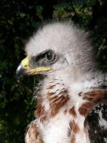 Jeune Aigle de Bonelli