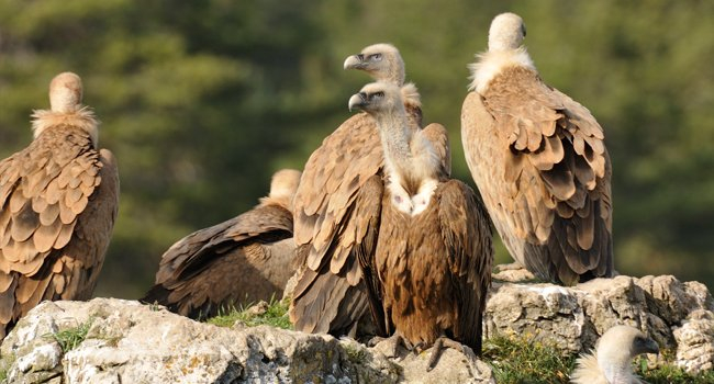 Groupe de vautours fauves posés sur des rochers