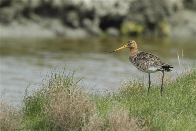 Barge à queue noire (Limosa limosa)