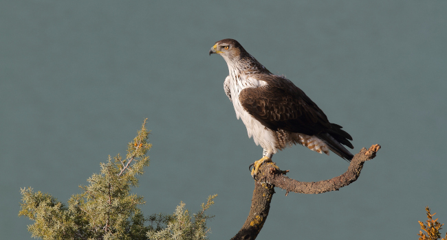 Aigle de Bonelli posé sur une branche