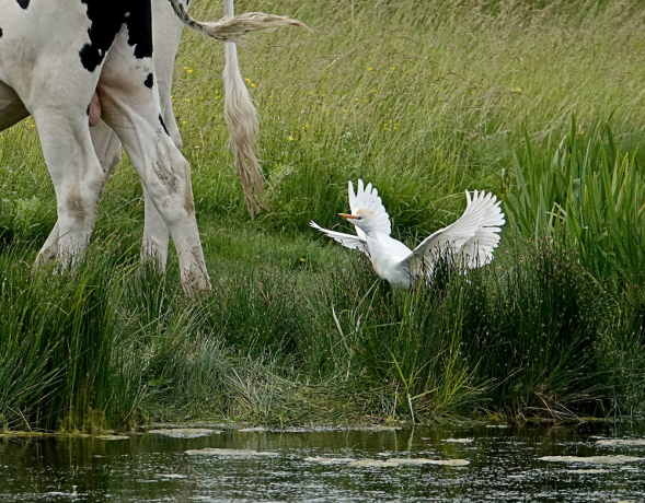 Deux hérons garde-boeuf l'un derrière l'autre donnant l'impression d'un seul oiseau à quatre ailes