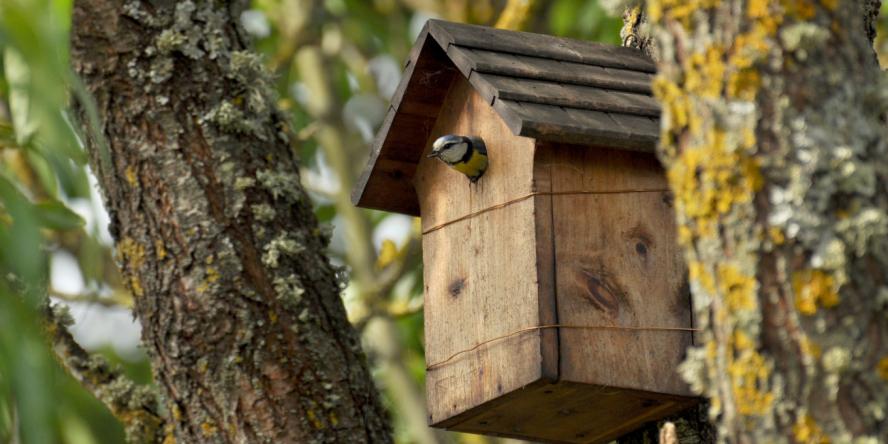 Mésange bleue sortant la tête de son nichoir