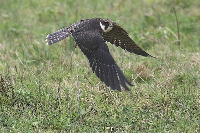 Faucon hobereau immature en vol