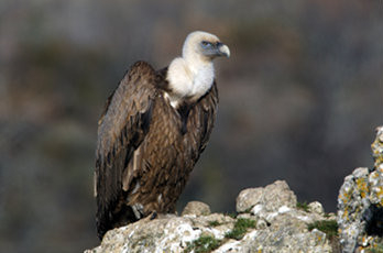 Vautour fauve  posé