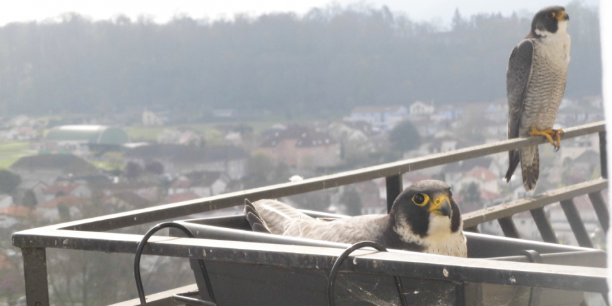 Couple de Faucons pèlerins posé sur le balcon et en train de couver dans jardinière