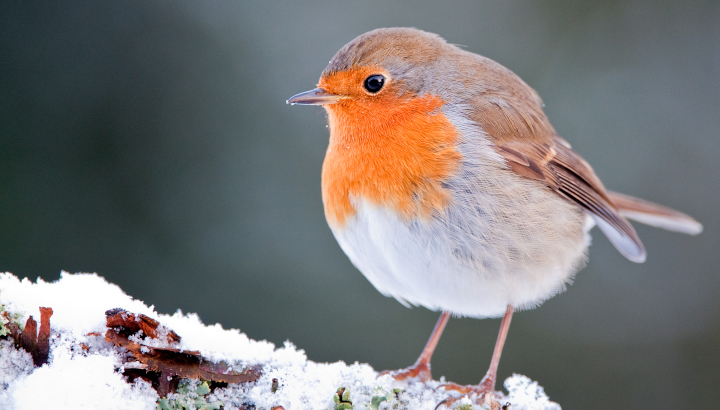 Un rouge-gorge eurysien en hiver. Un rouge-gorge eurysien en hiver.