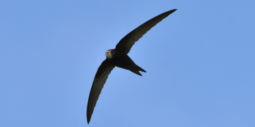 Martinet noir en vol avec pour décor de fond, le ciel bleu