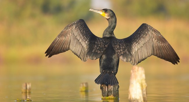 Grand Cormoran posé, les ailes déployées