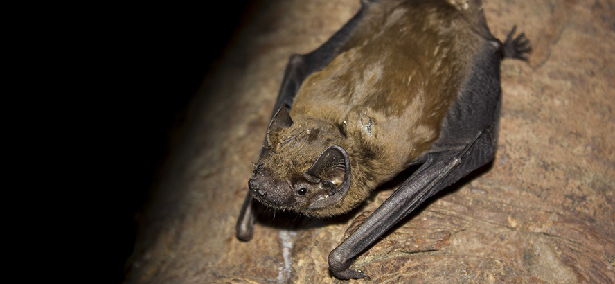 Noctule commune © Natacha Griffaut