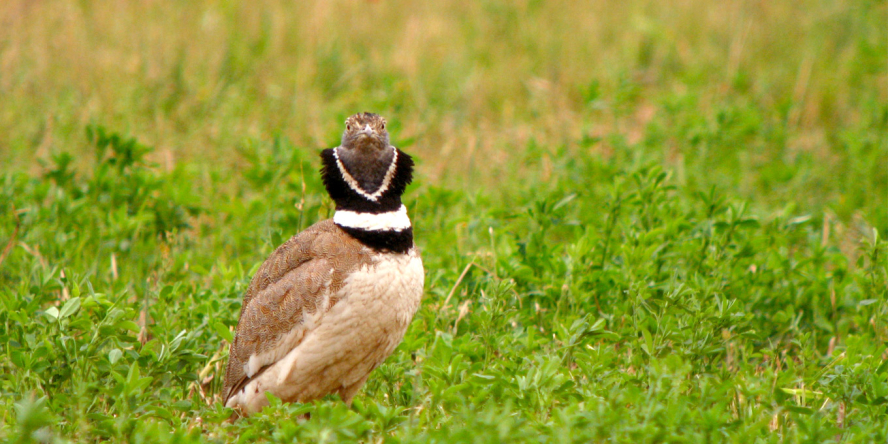 Un oiseau appelé outarde canapetière est posé dans un champ vert. L'oiseau est plutôt marron mais les plumes de son cou forment une ligne noire, surmontée d'une ligne blanche et un V noir au-dessus.