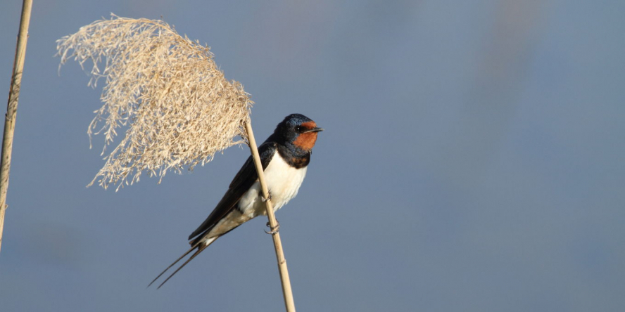 Hirondelle rustique perchée