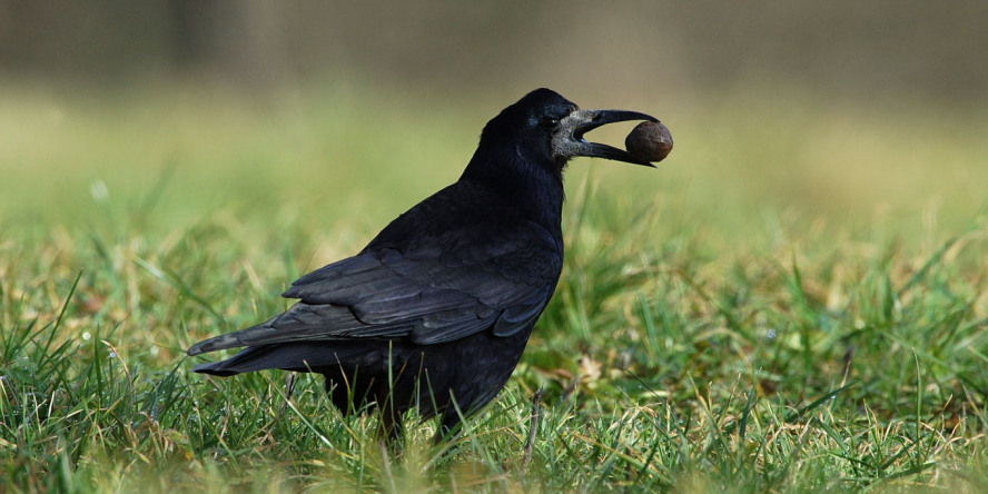Corbeau freux posé dans l'herbe tenant une noix dans son bec