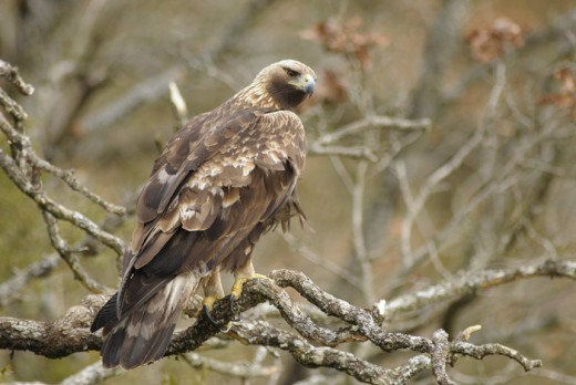 Aigle royal adulte © Bruno Berthémy