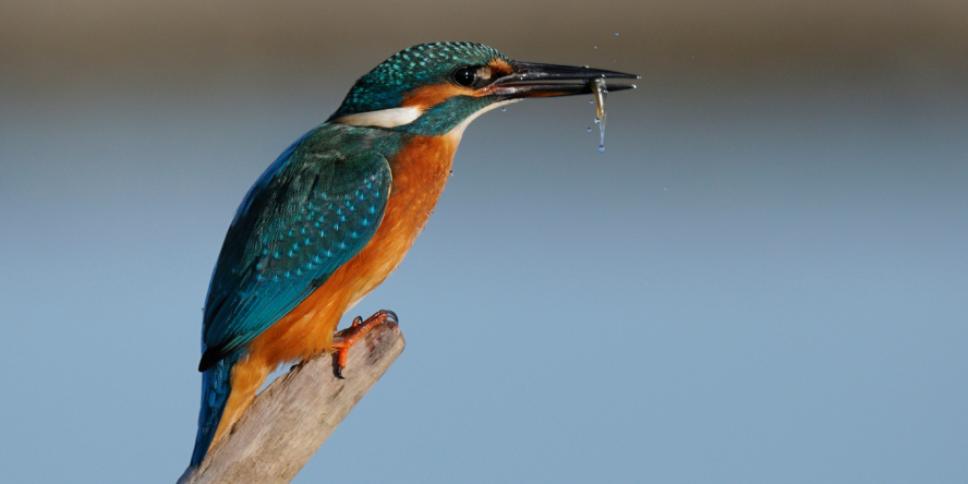 Photo d'un martin pécheur posé sur une branche un poisson dans le bec