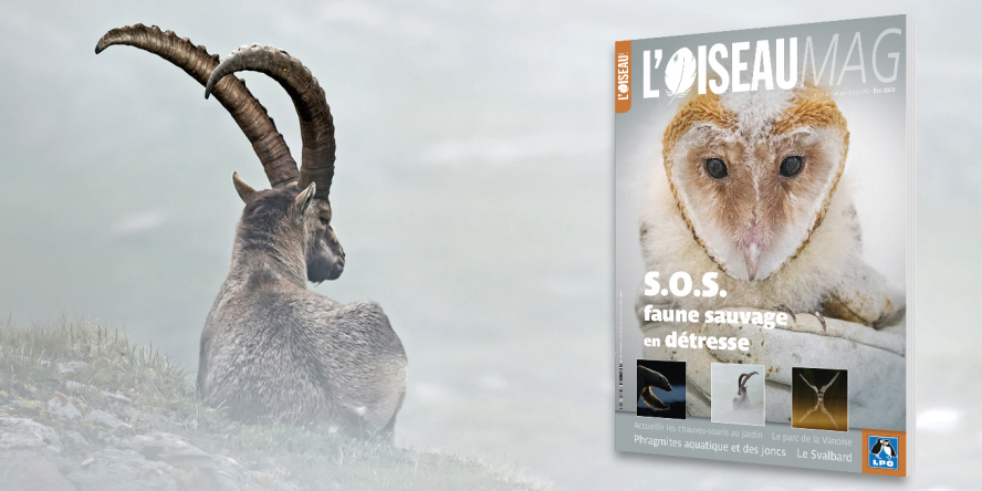 Bouquetin des Alpes mâle (Capra ibex) © Jessica Buczek et Effraie des clochers en soins (Tyto alba) © Vivre Faune Alfort+ visuel de la couverture de l'OM n°147