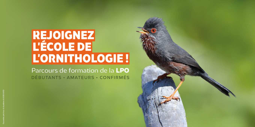 L’École de l’ornithologie arrive en Provence !